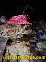 /home//u458753944/public_html/sourcegallery//McKaig Nature Center/2020-09-27/P9270720.JPG